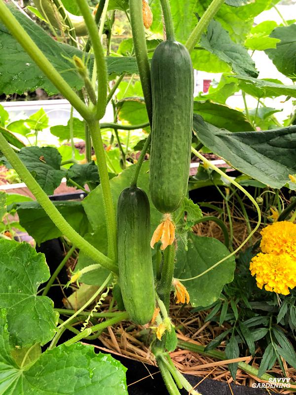 harvesting cucumbers