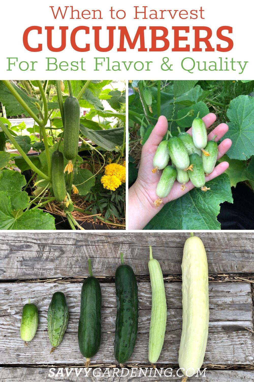 When to harvest cucumbers