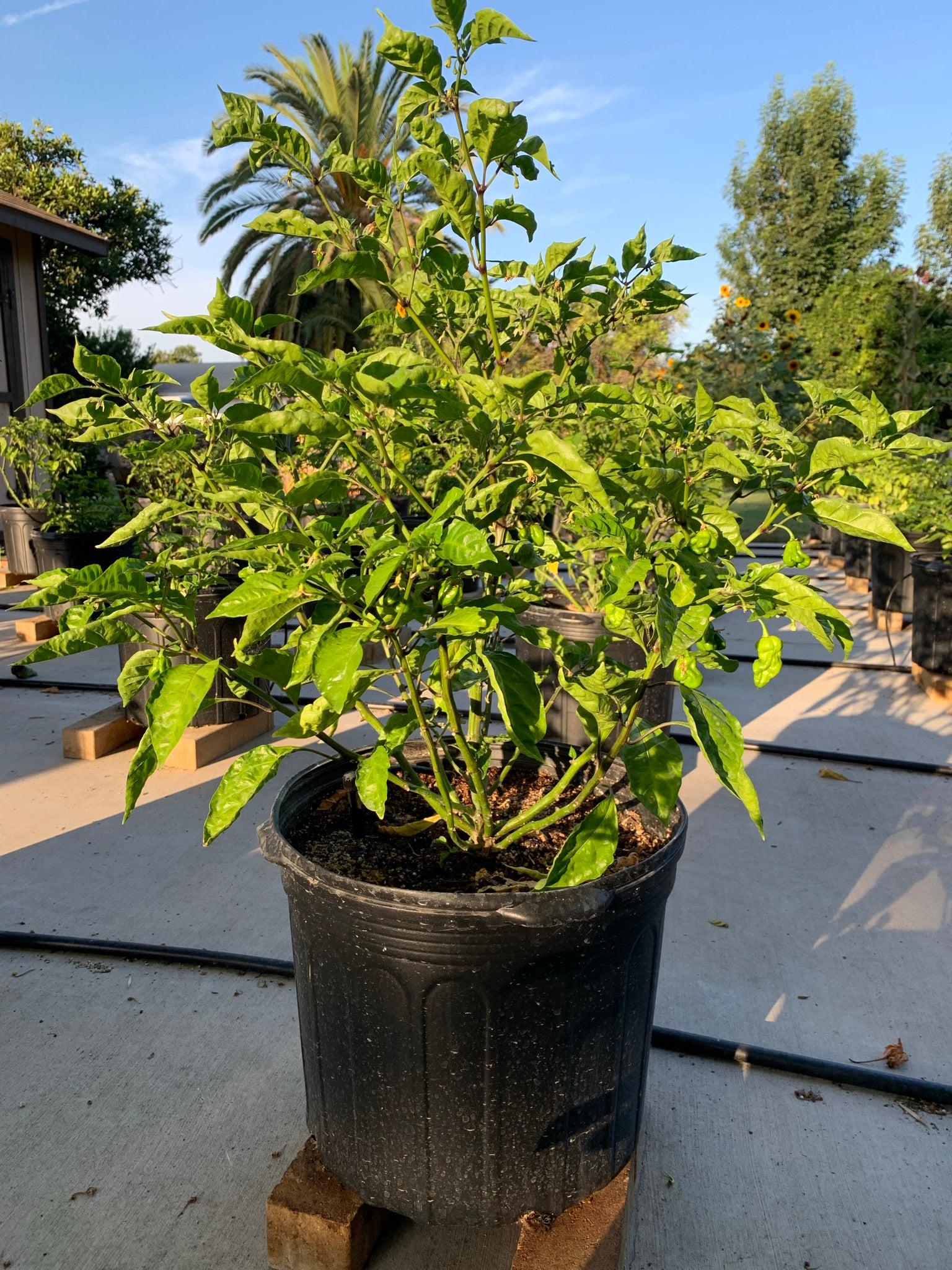 Carolina Reaper plant in a Pot