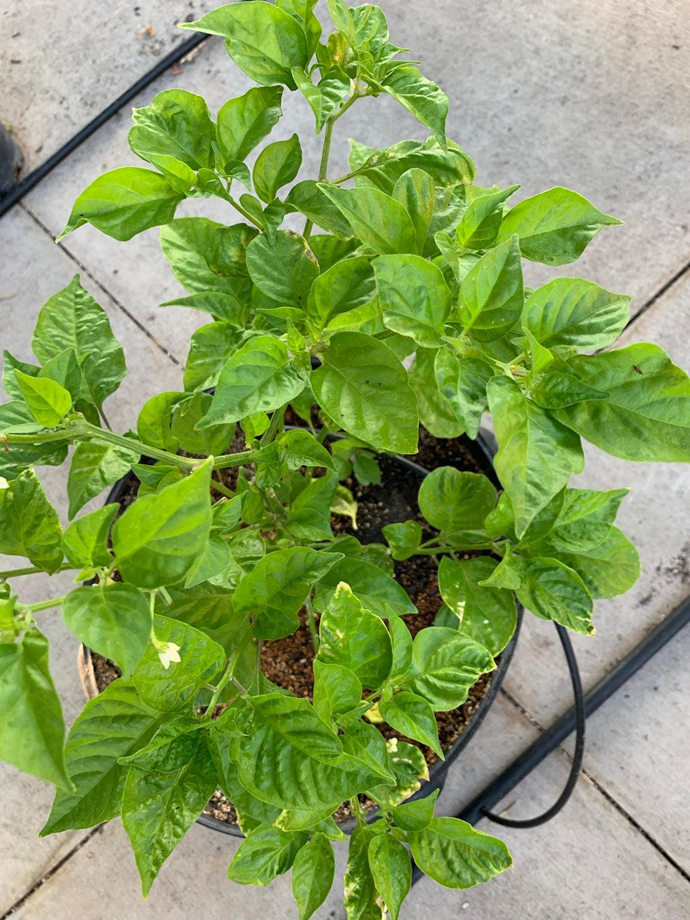 Carolina Reaper growing in a Pot