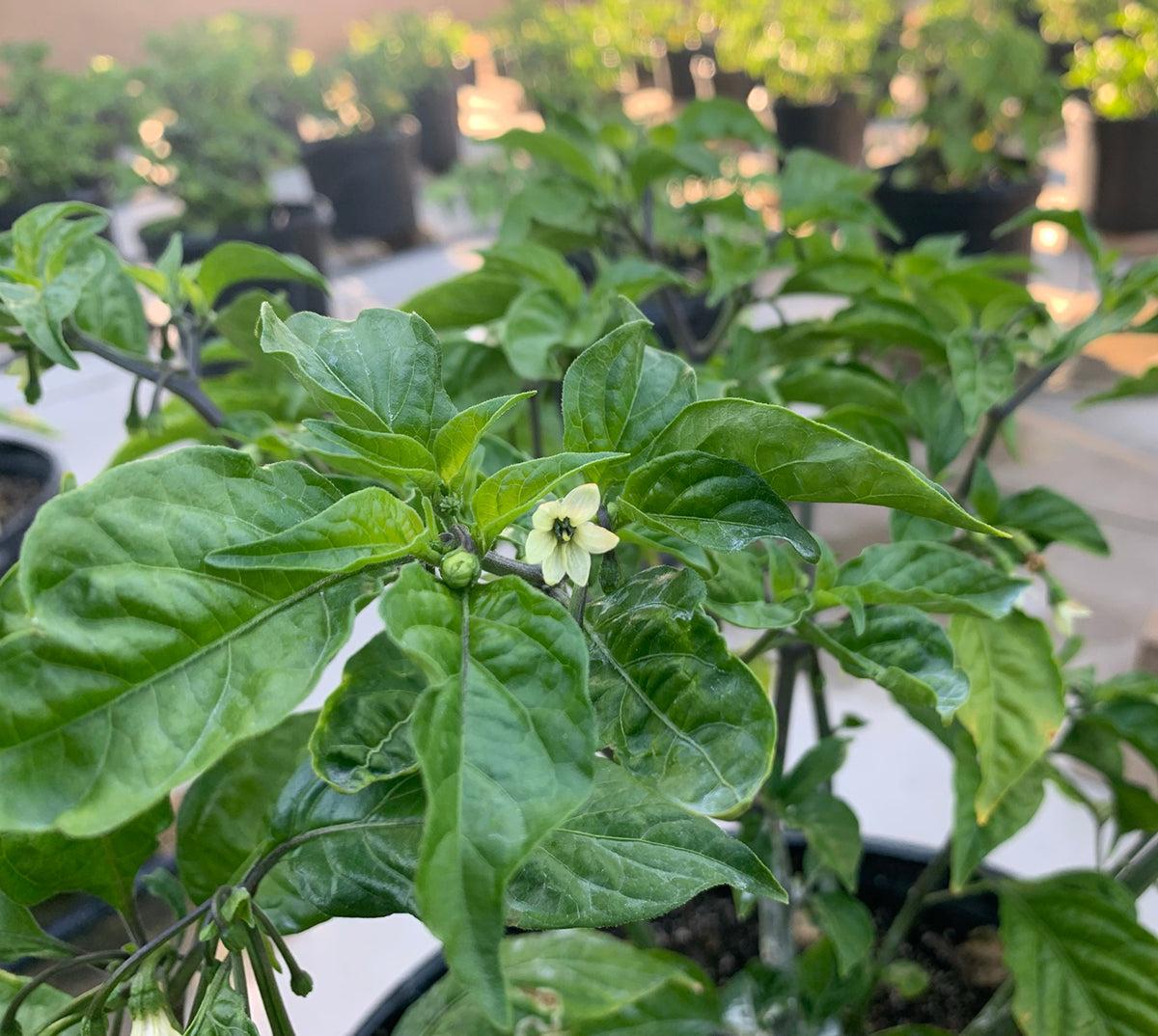 Carolina Reaper Growing Stages