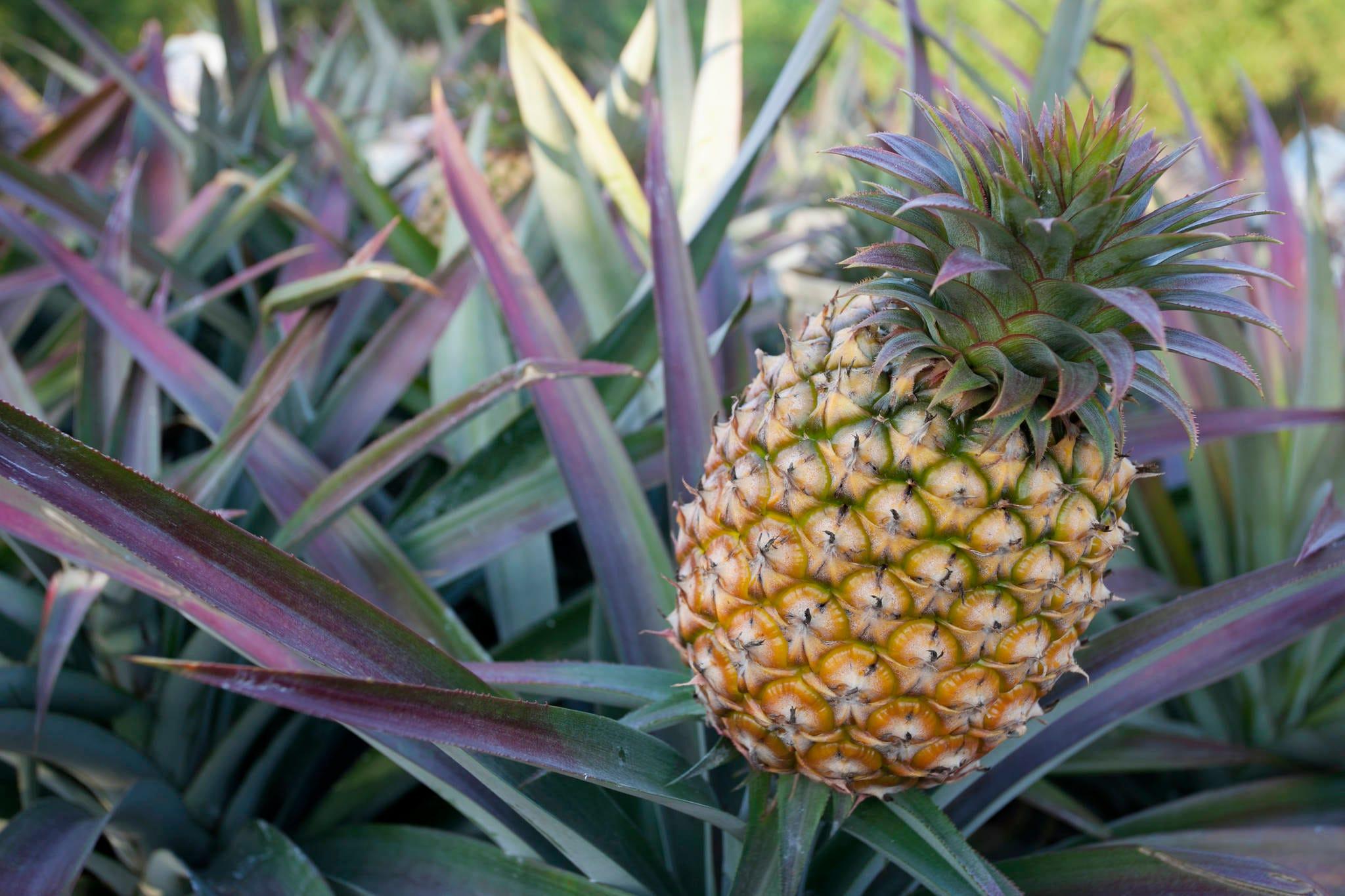 It’s easy to grow pineapple at home; the tricky part is knowing when it’s ready for harvest. (Thinkstock photo)