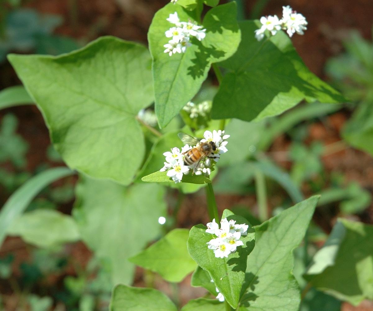 buckwheat pollinators