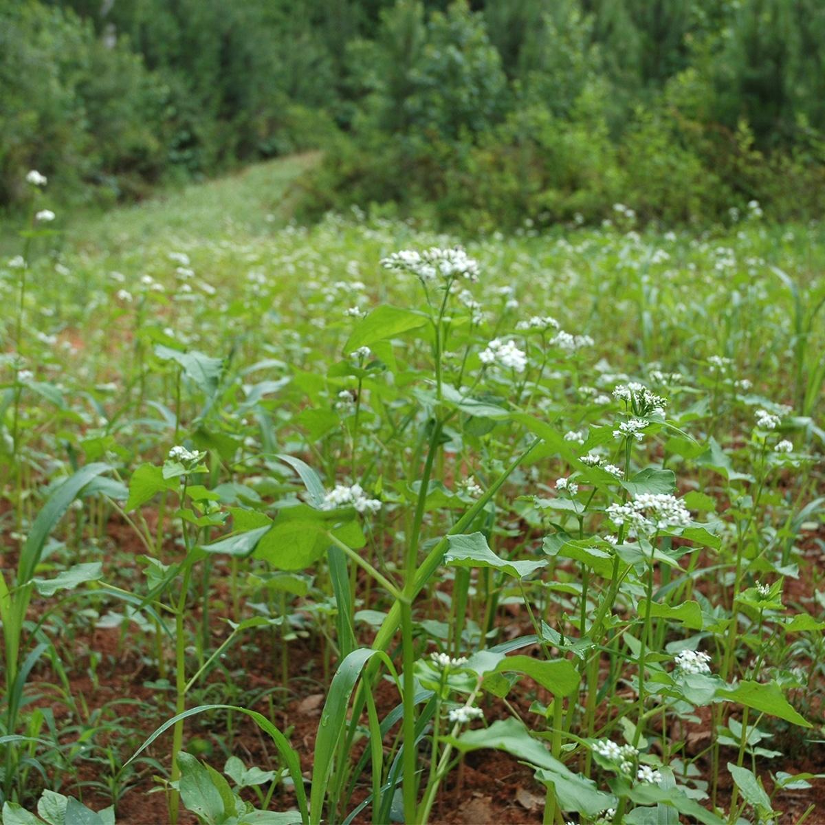 buckwheat food plot