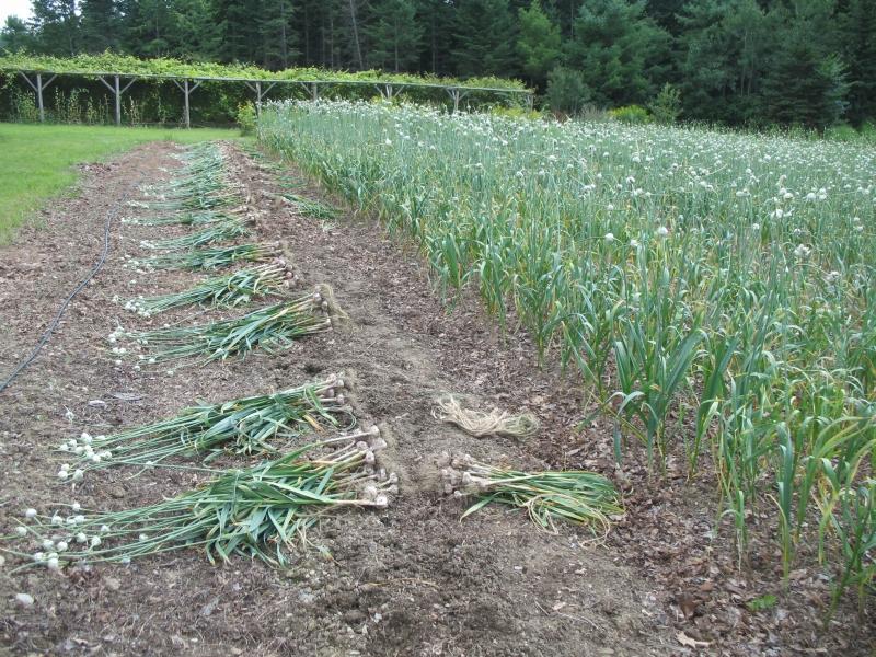 Garlic in the field