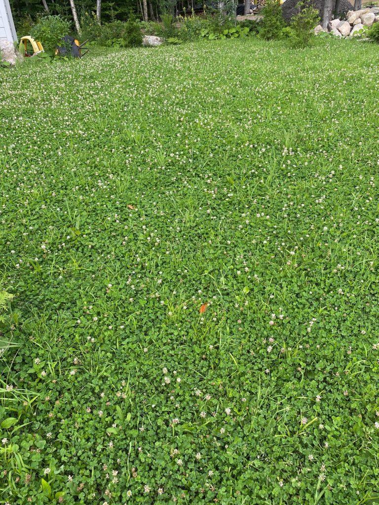 Lawn composed only of micro-clover.