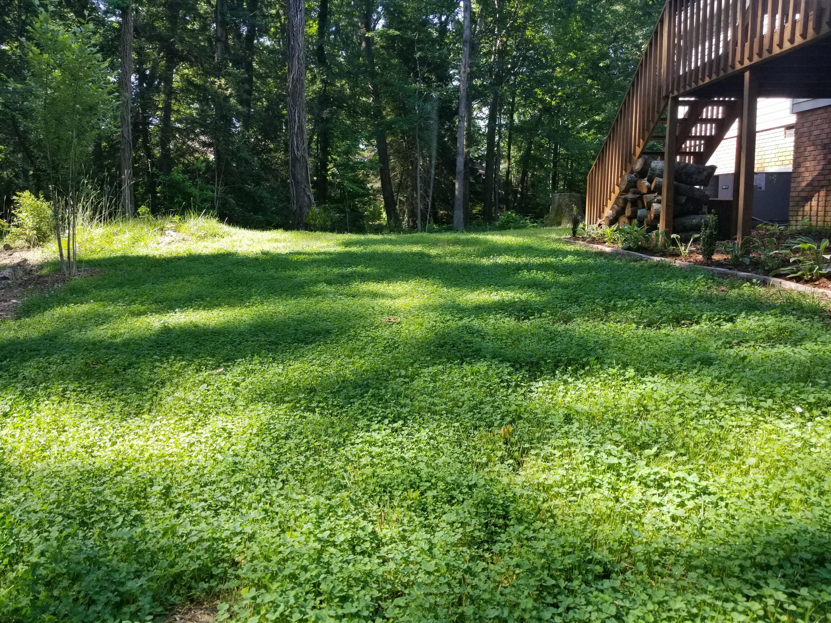 Application of micro-clover seed using a spreader to an established lawn recently top-dressed.