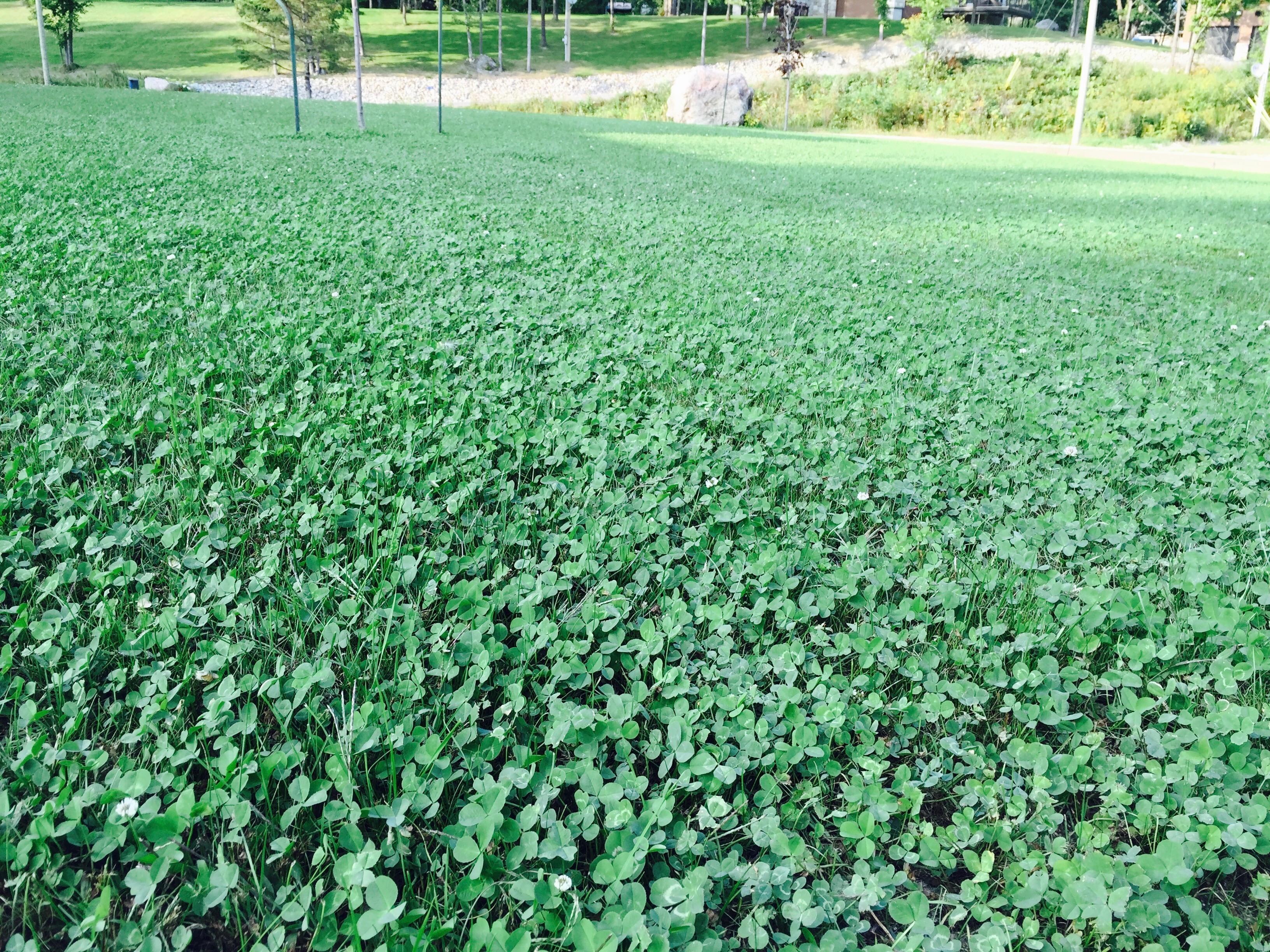 Micro-clover lawn.