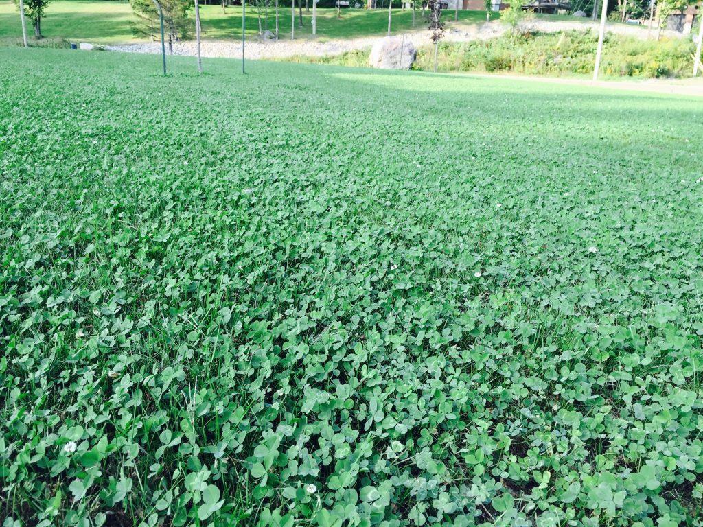 Planning a Micro-clover Lawn