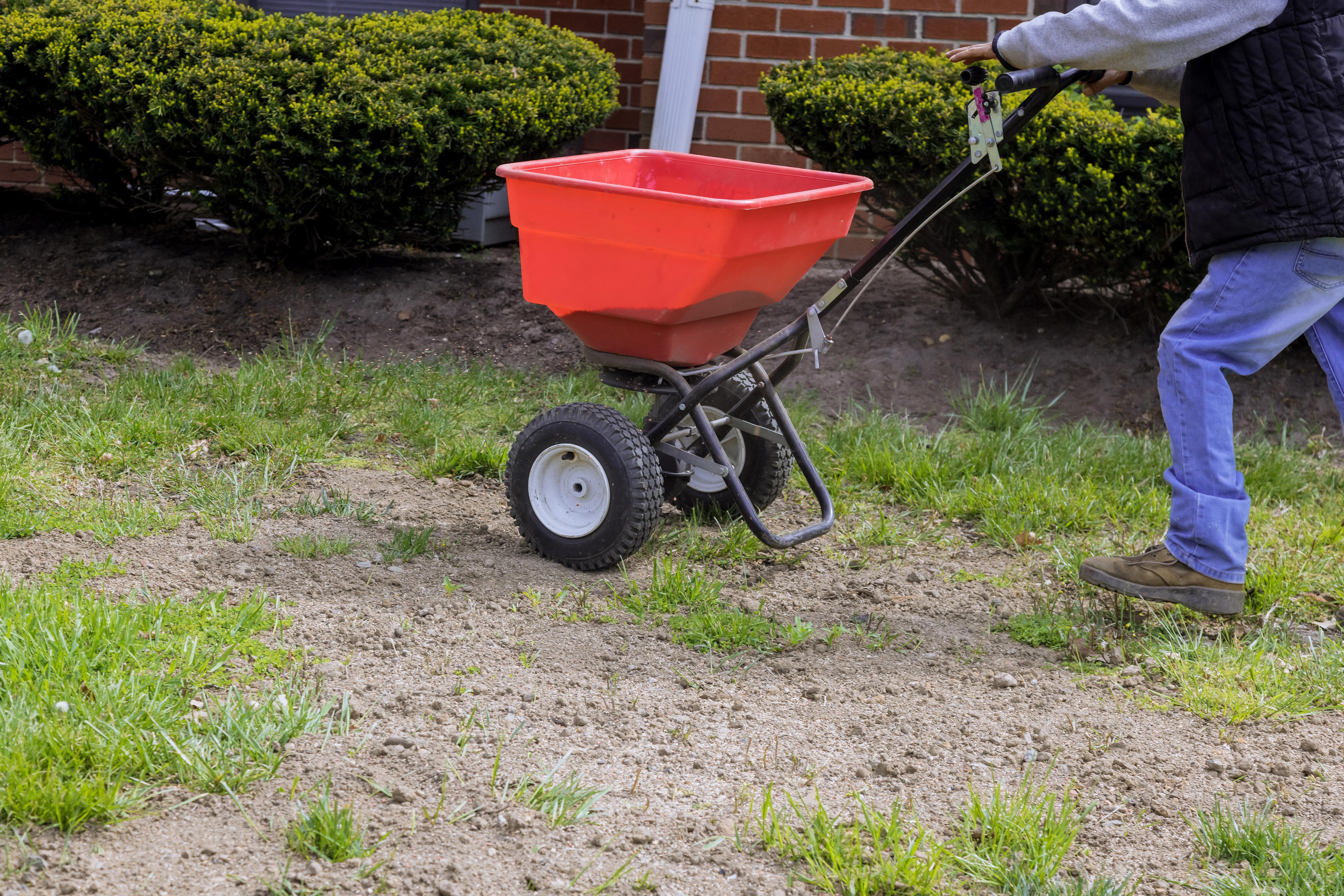 Planning a Micro-clover Lawn