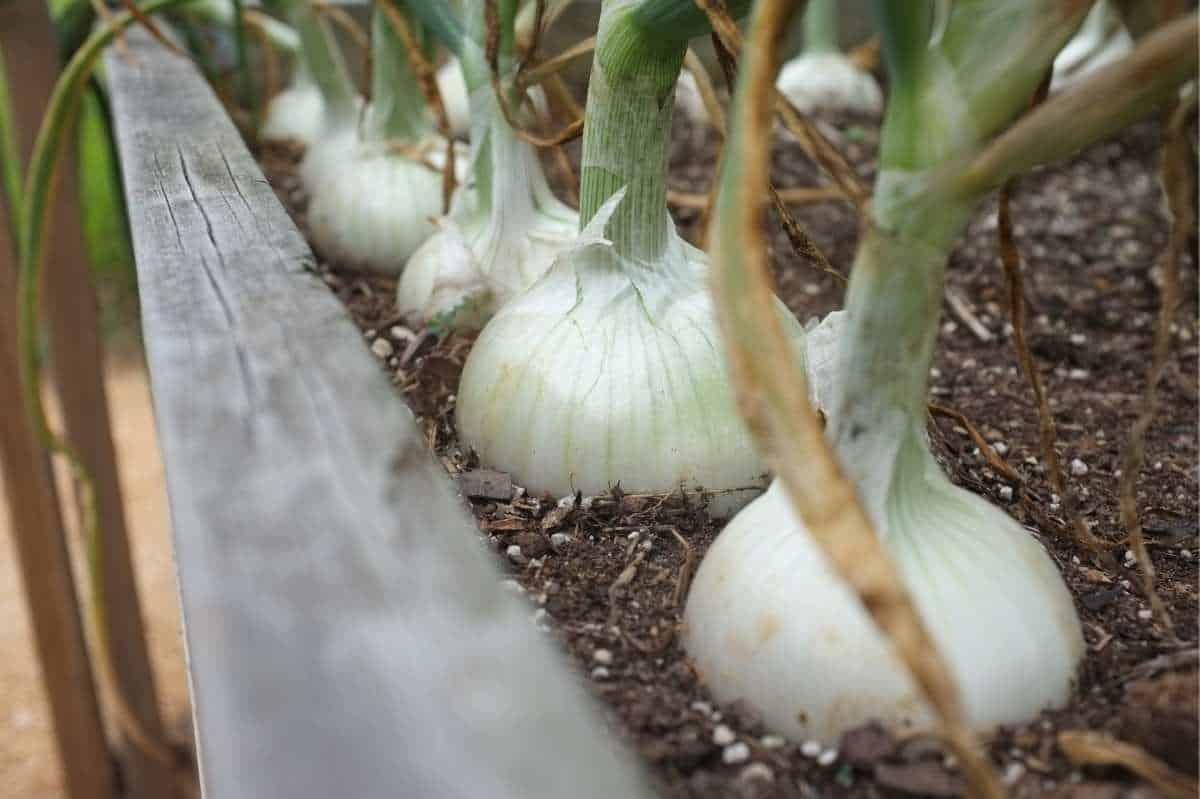 A row of white onions grow in a garden bed