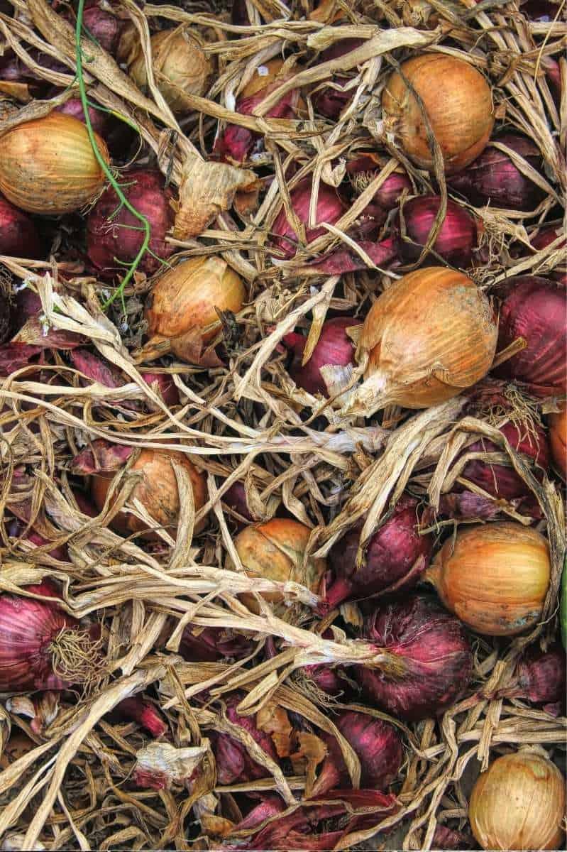 A pile of harvested yellow and red onions