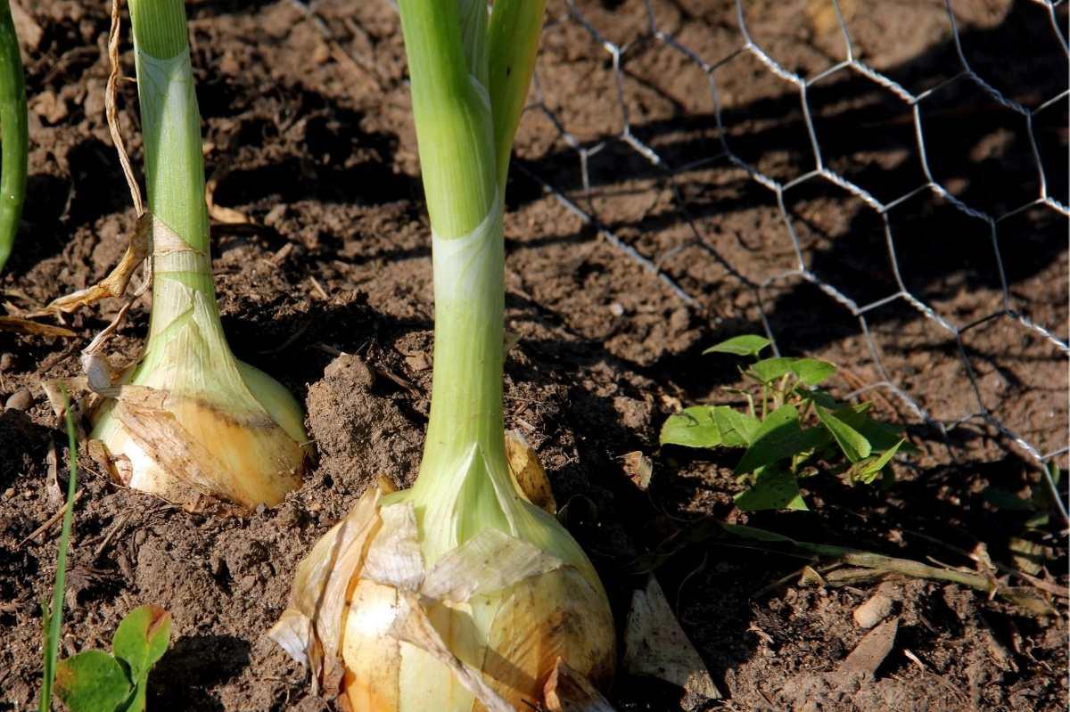Yellow onions grow in the soil
