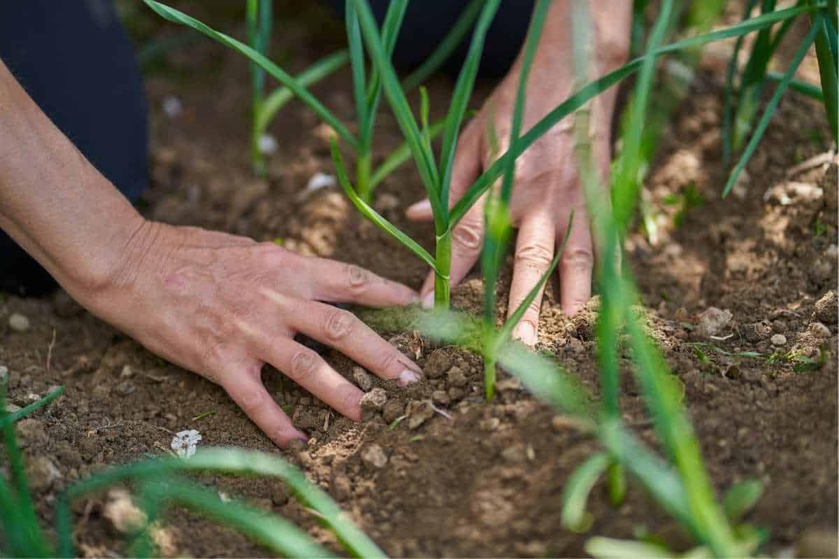 Hands firm the soil around onion plants.