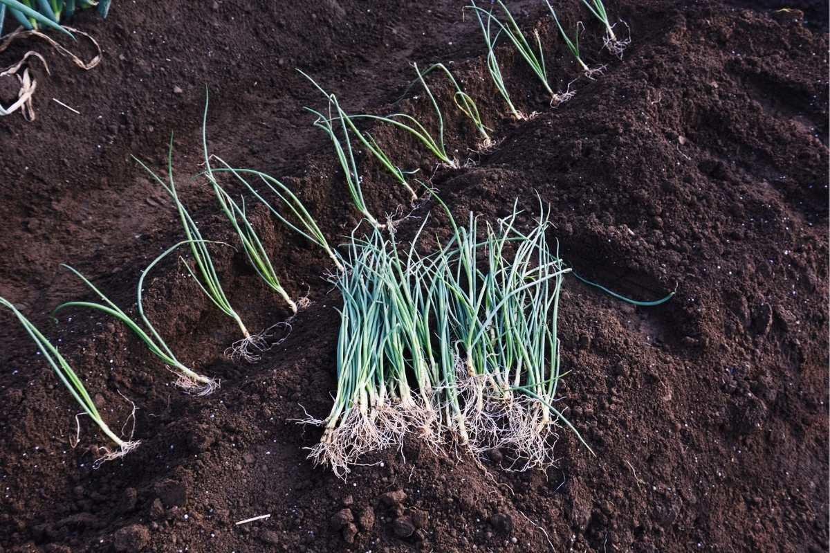 Onion transplants are lined up in a ditch in the soil, ready to be planted