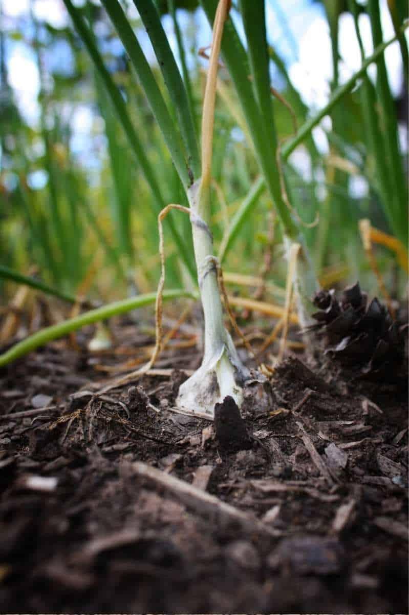 Close up on an onion growing in the soil