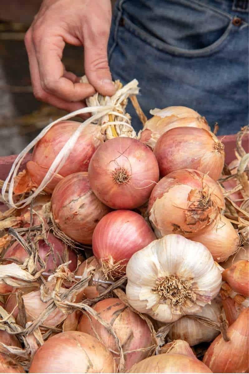 Onions and garlic cure in the sun