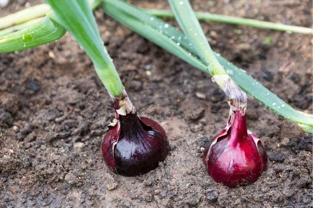 Two red onions grow in dry soil