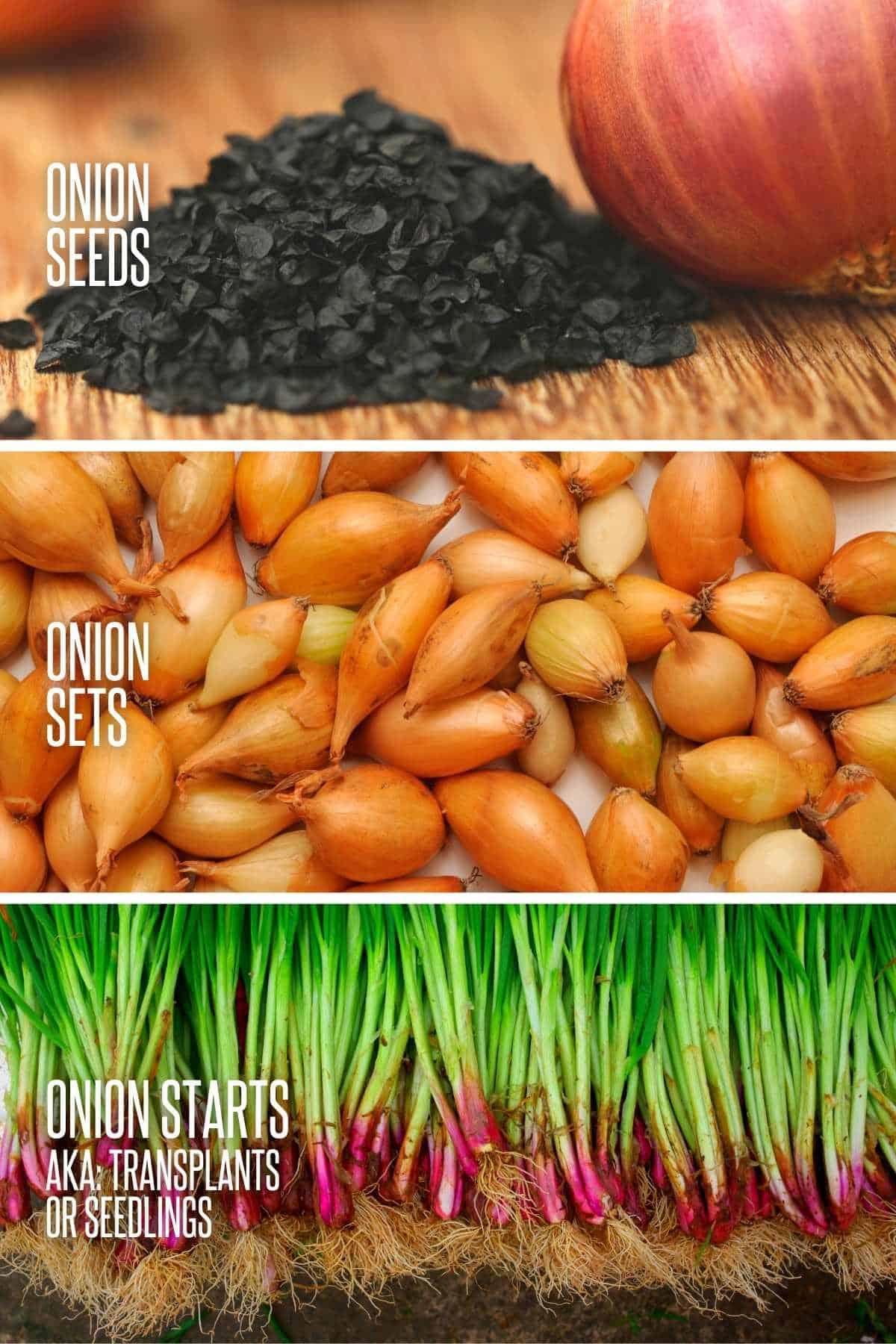 A divided image shows onion seeds versus sets versus starts or seedlings