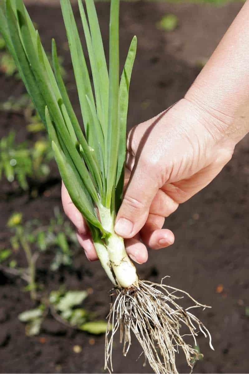 A hand holds two onion transplants ready to plant