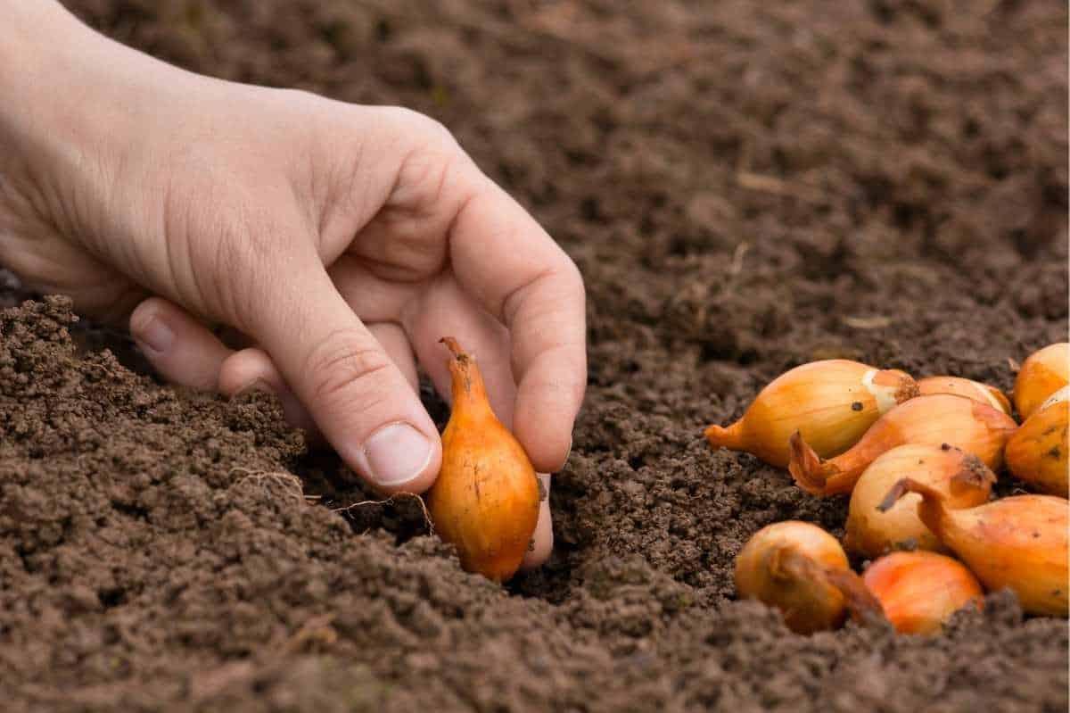 A hand plants a yellow onion set in soil. More onion sets wait on the soil.