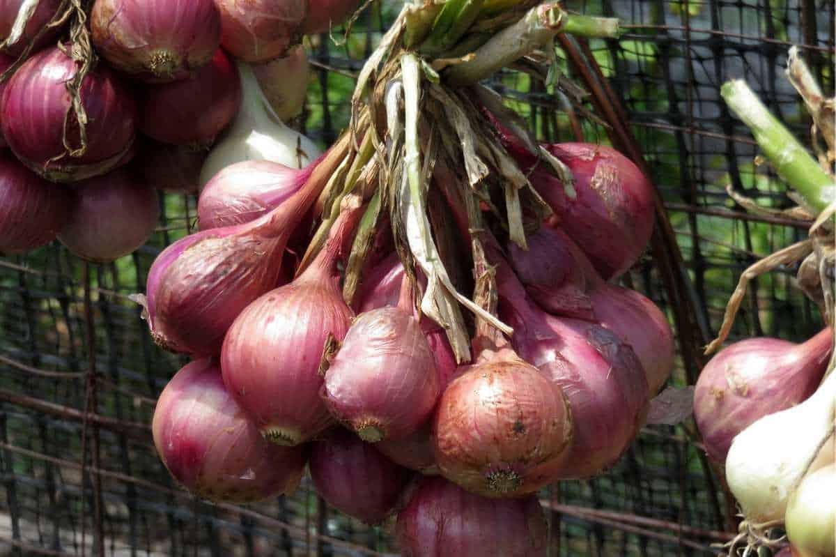 A bundle of red onions hand to cure