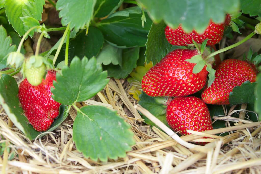 Mulch, such as straw (as pictured here) or black plastic, helps keep the soil moist and the fruit clean.