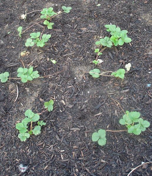 These young strawberry plants are sending out runners (the shoots to the left). You should clip most runners to allow the mother plant to produce more fruit.