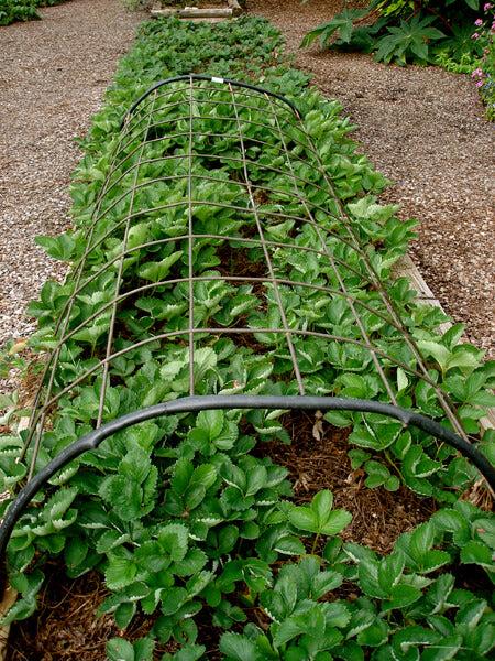 An arch made of wire fencing can support a row cover for frost protection in the spring and bird netting later when the fruit comes along. Remove row covers when possible to encourage visits by bees that help with pollination.