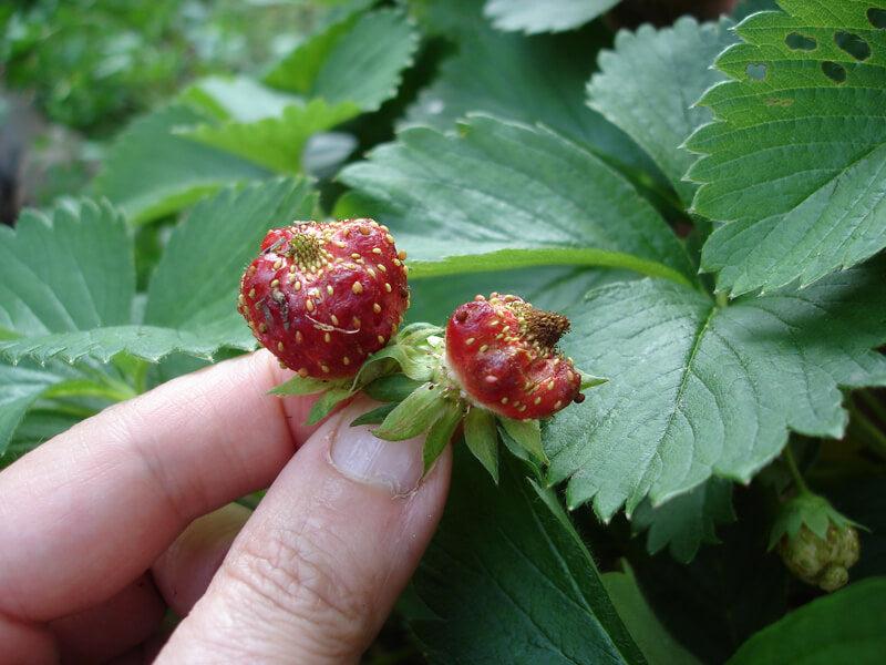 If your strawberry plant produce deformed berries, the weather may be to blame. Bees tend to stay in their hives during rain and cool temperatures, which can hinder pollination.