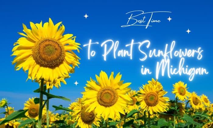 when to plant sunflowers in michigan