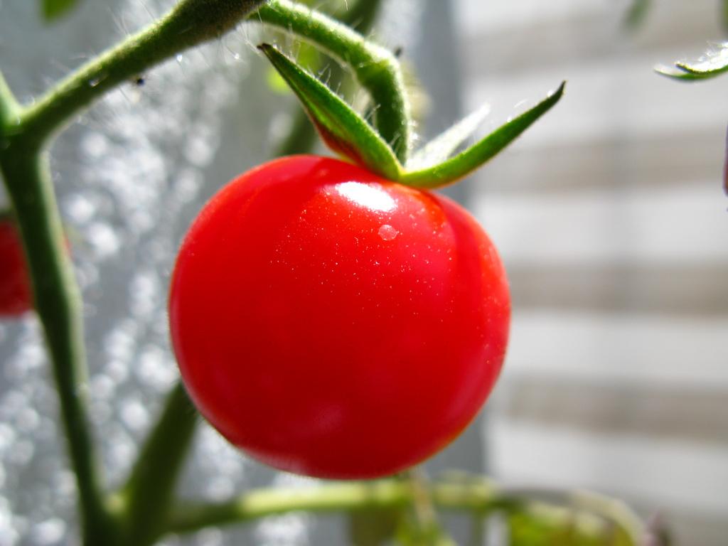 cherry tomato in garden