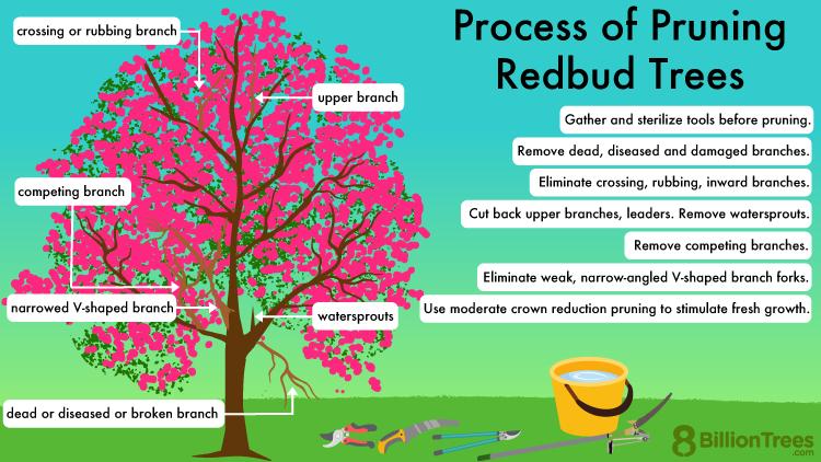 Process of pruning Redbud Trees graphic showing the different parts of a tree to prune as well as the the steps to take to when trimming Redbud Trees.