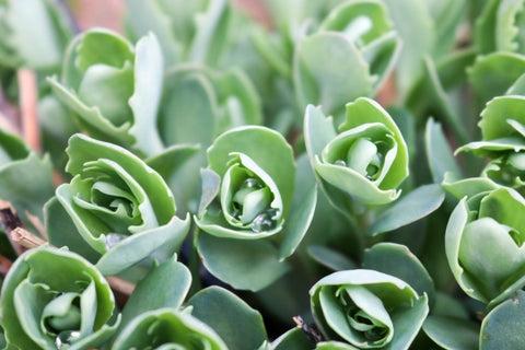 texture-small-unblown-green-plants-sedum-flowers-with-stems-dew-drops-vegetable-background