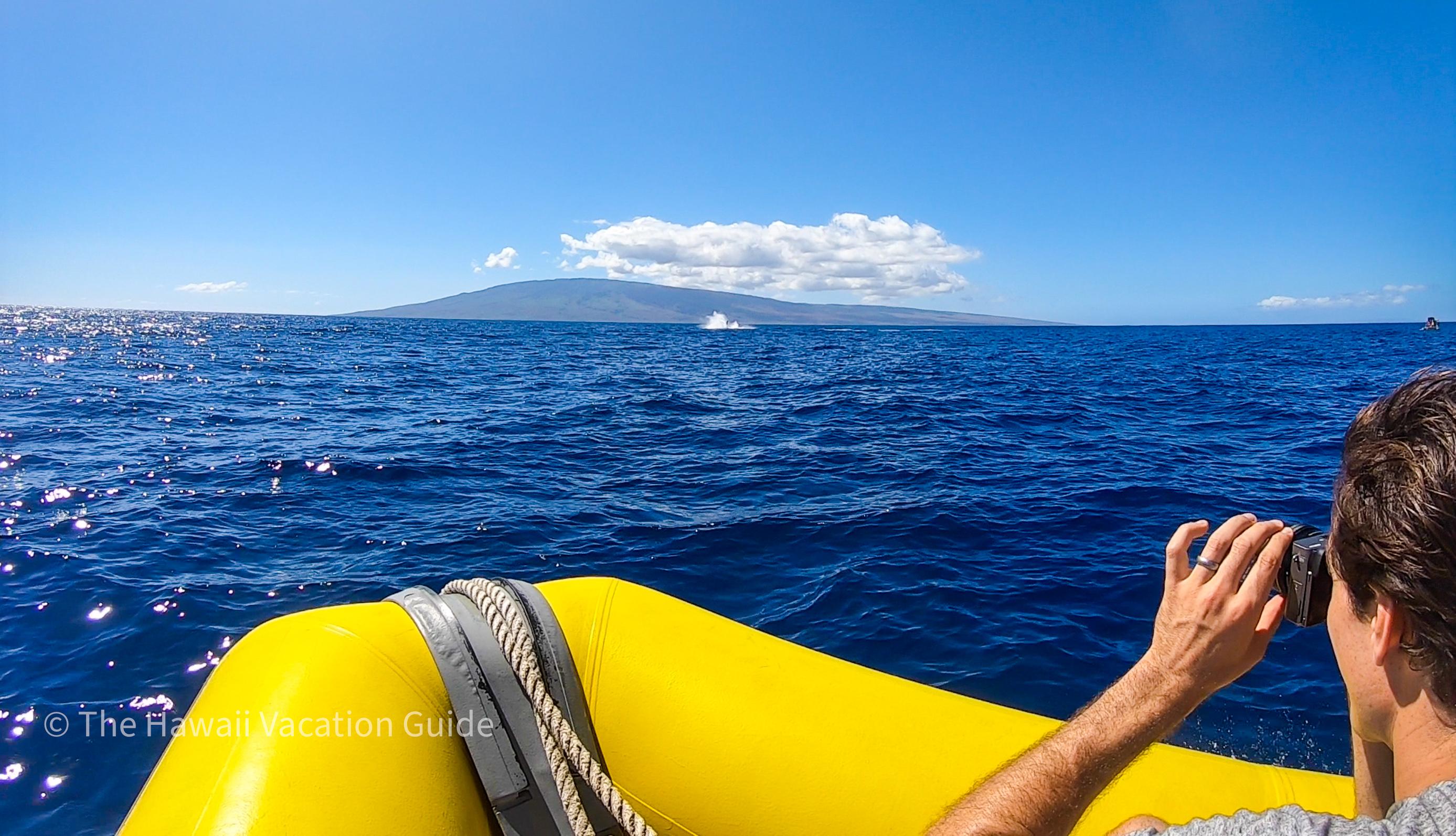 the best time for whale watching in Hawaii