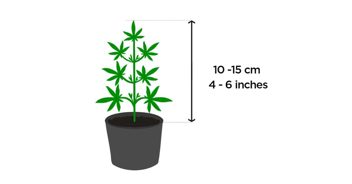 When To Start Low Stress Training (LST) Your Autoflower: visual representation