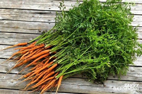 Learn how to thin carrots for the highest quality crop.