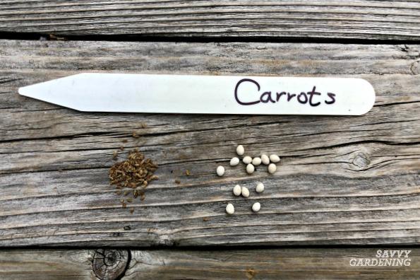 Plant pelleted carrot seeds to reduce thinning