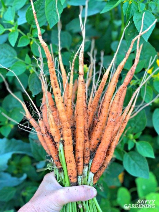 Learn how and when to thin carrot seedlings.