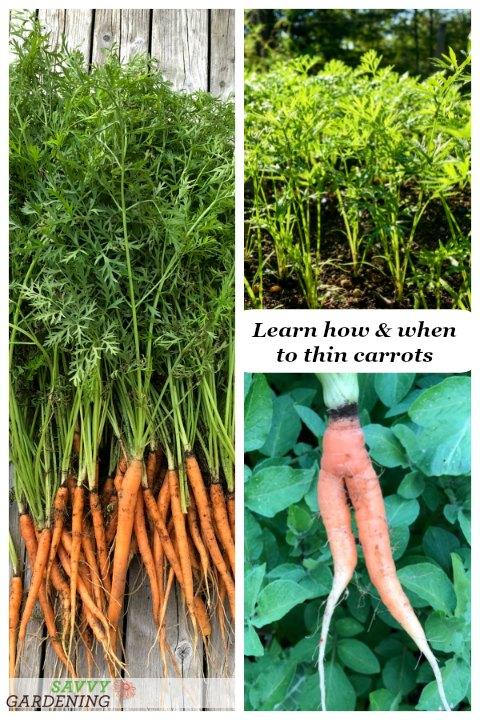 Learn how and when to thin carrots.