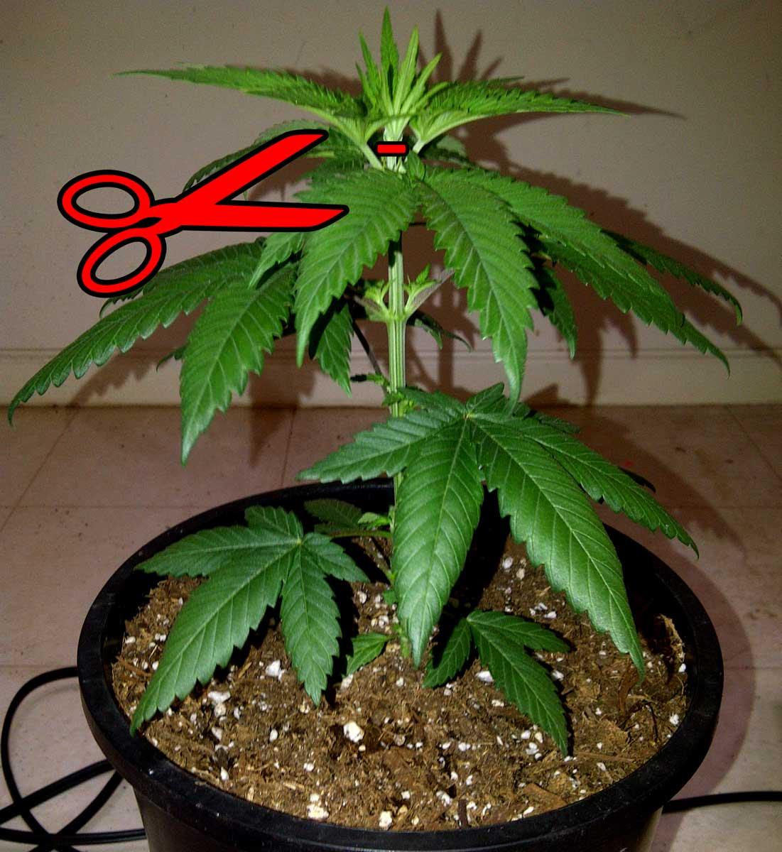 Diagram example - how to top an auto-flowering cannabis plant
