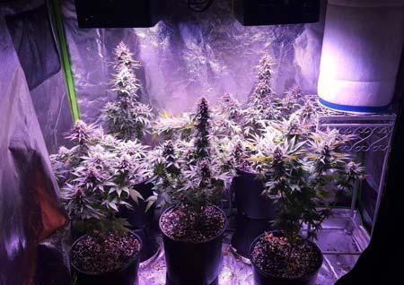 3 Auto-flowering marijuana plants trained to grow with multiple tops using just LST and bending - no topping!