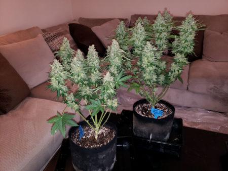 Example of flowering cannabis plants that were grown under a 315 LEC grow light