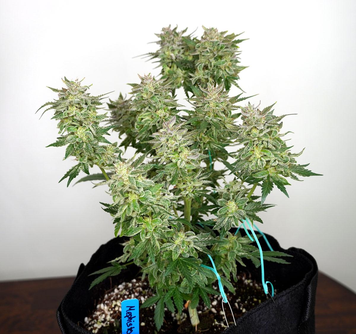 Example of several marijuana plants that are growing under two 300W ViparSpectra lights