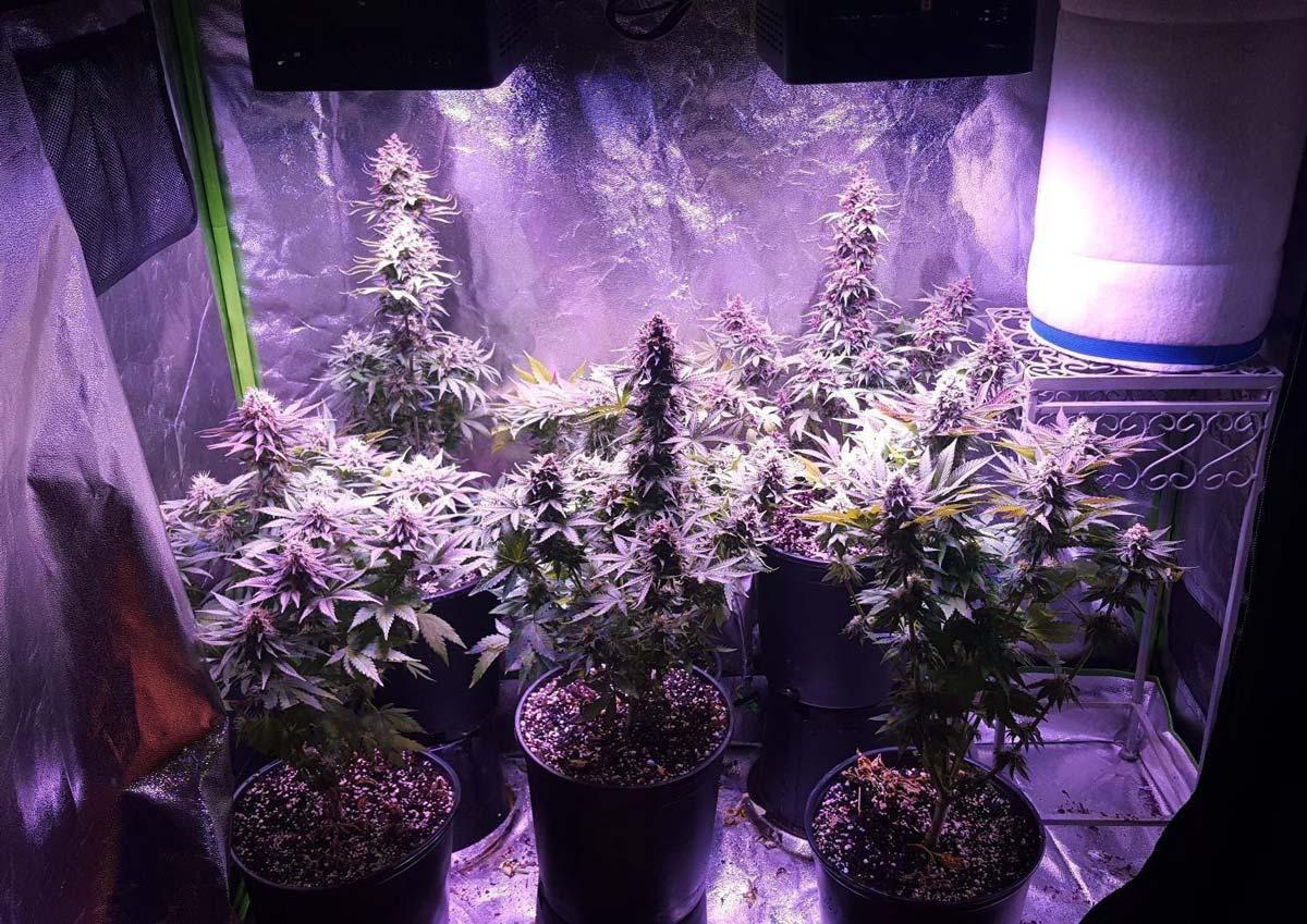 This auto-flowering cannabis plant was allowed to get much bigger, which allowed it to produce much greater yields