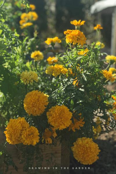 how to save seeds from marigolds