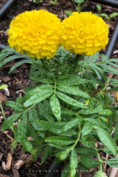 Marigold seedling ready to plant