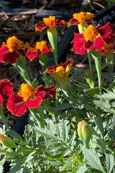 Deadhead spent marigold blooms to encourage more marigold flowers