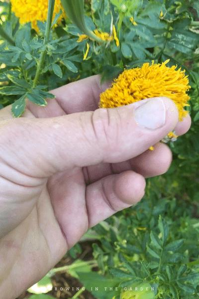 How to grow marigolds Plant marigolds as a companion plant