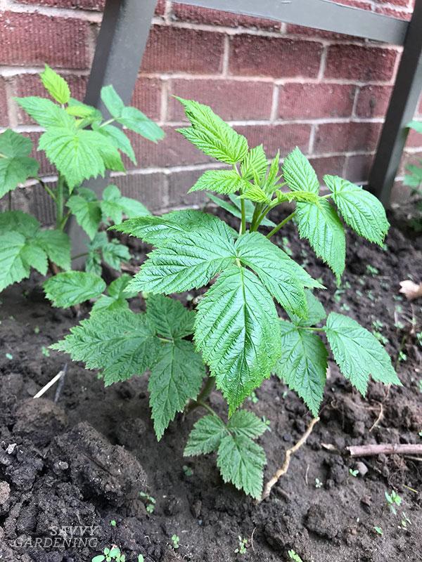 thriving transplanted raspberry suckers